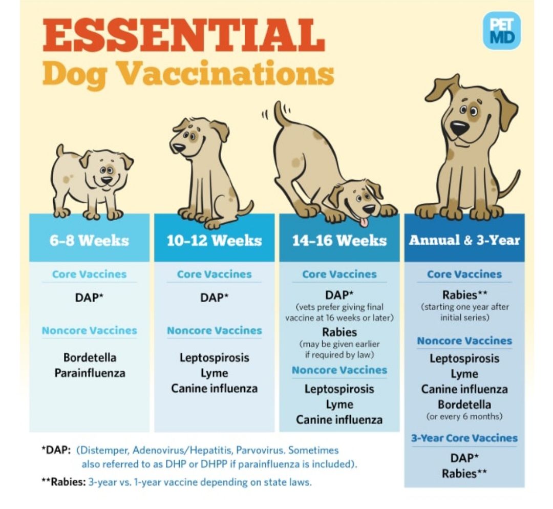 Pet Vaccination Schedule - PetMD
